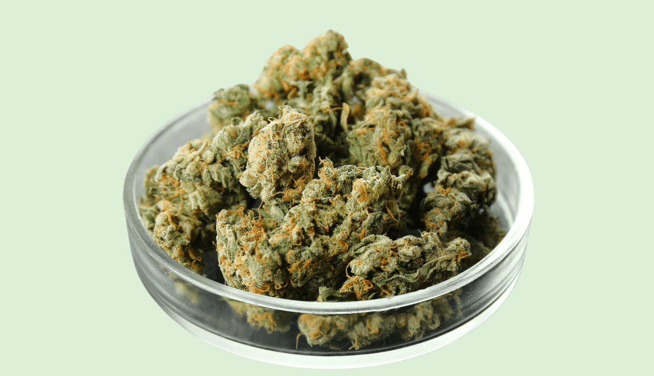 Cannabisblüten in Glasschale